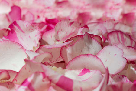 Background of beautiful natural rose petals clous-apの写真素材