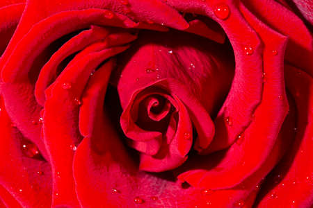 fresh dark red roses close up texture backgroundの写真素材