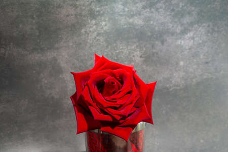 single large beautiful red rose with raindrops on a gray backgroundの写真素材