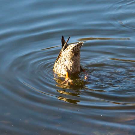 Closeup of a mallard duck enjoying a dive in the water while feedingの写真素材
