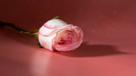 red and white roseon a pink background in petals and water dropsの写真素材