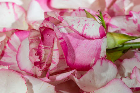 red and white roseon a pink background in petals and water drops macroの写真素材