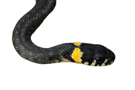 Grass-snake on a white background, close-up. Isolated imageの写真素材