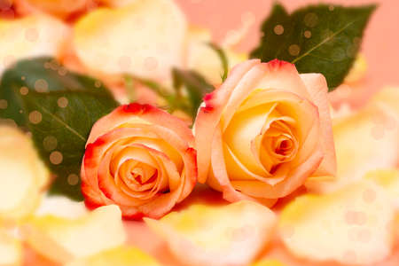 Pink-yellow open rose with water drops on a pink backgroundの写真素材