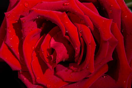 fresh dark red roses close up texture background macroの写真素材