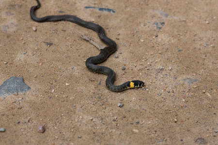 A grass snake on a sandy country road in the forest. Natrix natrixの写真素材