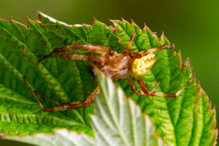 Close-up view from above of the Caucasian little spider-crosspiece Araneus diadematus with a cross on the back in a web against background of a Thuja tree in the summer ..の写真素材