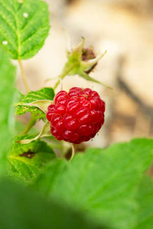 A branch of ripe raspberries in the forest. Red sweet berries growing on a raspberry bush in the garden.の写真素材