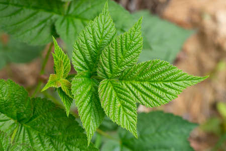 Spring gentle leaves and buds of European red raspberry Rubus idaeus. Green buds on a branch in...