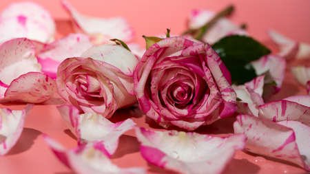 red and white roseon a pink background in petals and water drops close-upの写真素材