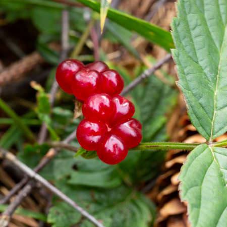 Red edible berries in the forest on a bush, rubus saxatilis. Useful berries with a delicate...
