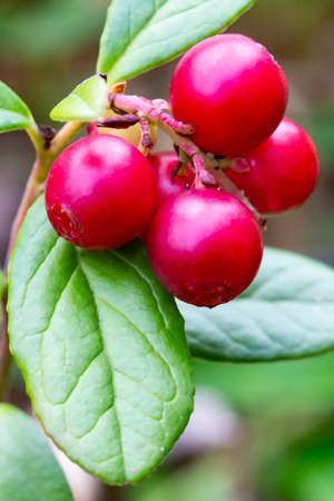 Bunch of wild ripe red forest lingonberries on bush augustの写真素材