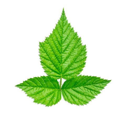 Collection of garden leaves on white background. Green leaves isolated on a white background.の写真素材