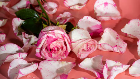 red and white roseon a pink background in petals and water drops close-upの写真素材