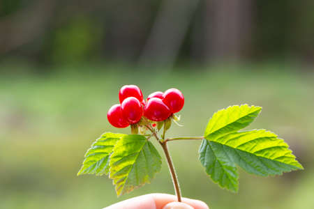 Rubus saxatilis or Stone bramble in hand on a forest backgroundの写真素材
