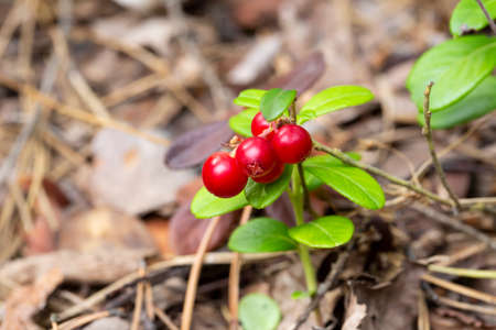Bunch of wild ripe red forest lingonberries on bush augustの写真素材