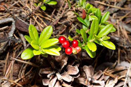 Bunch of wild ripe red forest lingonberries on bush augustの写真素材