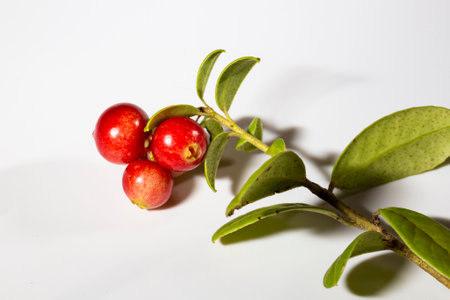 Wild cowberry foxberry, lingonberry with leaves. Infinite depth of field, retouched.