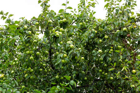 green apple fruit on a tree on a sky backgroundの写真素材