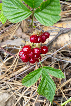 Red edible berries in the forest on a bush, rubus saxatilis. Useful berries with a delicate pomegranate taste on a branchの写真素材