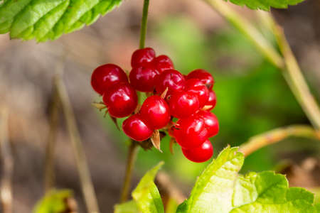 Red edible berries in the forest on a bush, rubus saxatilis. Useful berries with a delicate pomegranate taste on a branchの写真素材