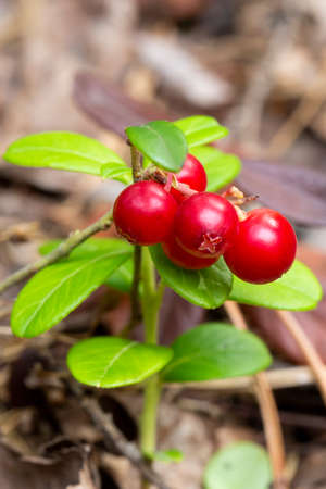 Bunch of wild ripe red forest lingonberries on bush augustの写真素材