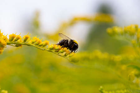 Solidago, goldenrod yellow flowers in summer. Lonely bee sits on a yellow flowering goldenrod and collects nectarの写真素材