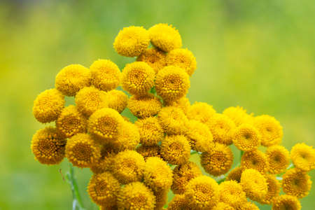 Tansy Tanacetum vulgare, a plant with yellow flowers. It is used in medicine as an anthelmintic and choleretic agentの写真素材