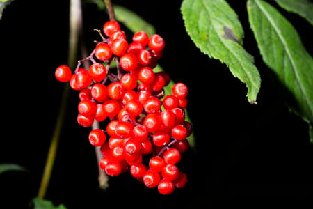 Red Elderberry Sambucus racemosa the branches inedible berries close-upの写真素材