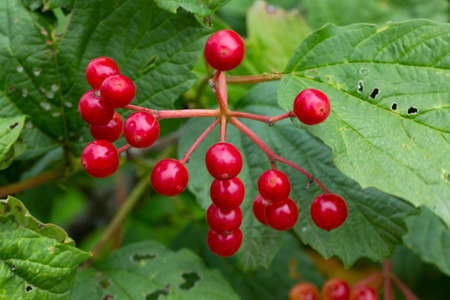 Red viburnum berries with dew on the branches, fresh berries are used in medicine as a laxative, diaphoretic, disinfectant for respiratory infections, kidney diseases, stomach, the leaves of the bush are eaten by caterpillarsの写真素材