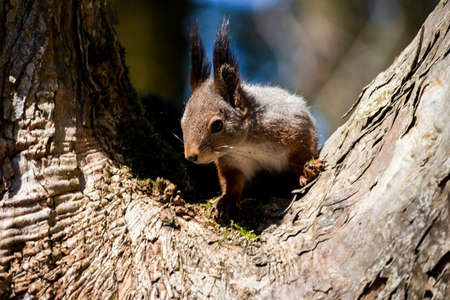Funny Squirrel Closeup, squirrel on a tree on a sunny dayの写真素材
