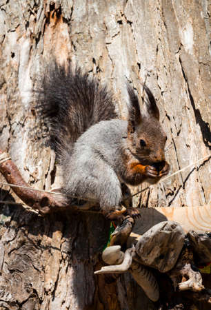 Funny Squirrel Closeup Squirrel Closeup, luffy squirrel on a tree eats nuts on a summer dayの写真素材