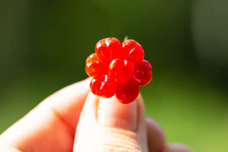 Rubus saxatilis or Stone bramble in hand. red forest berries in summerの写真素材