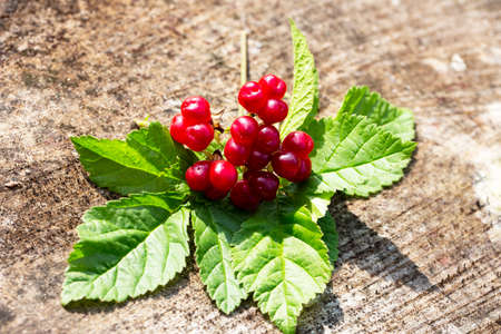 sweet red and ripe stone bramble berries in summer natureの写真素材