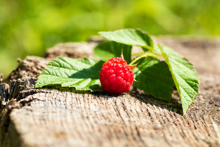 Ripe, freshly picked raspberries with leaves, on aged wooden stump surface. Flat lay.