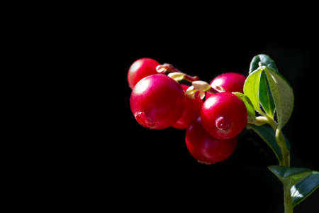 Lingonberry on a branch on a black background. Red forest berries, a place for textの写真素材