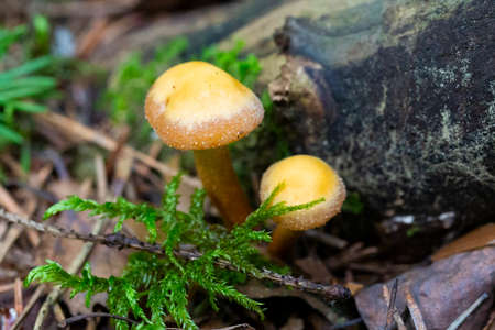 Galerina marginata, known as the Funeral Bell mushroom or deadly Galerina, a deadly poisonous mushroom from Russiaの写真素材