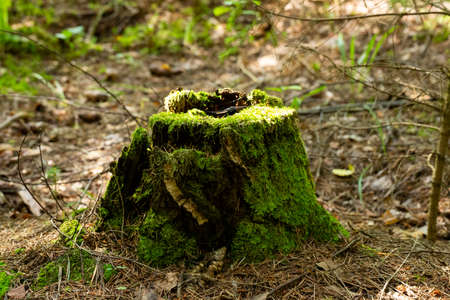 Old stump overgrown with moss in the autumn forest, Septemberの写真素材