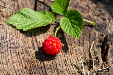 Ripe, freshly picked raspberries with leaves, on aged wooden stump surface. Flat lay.の写真素材
