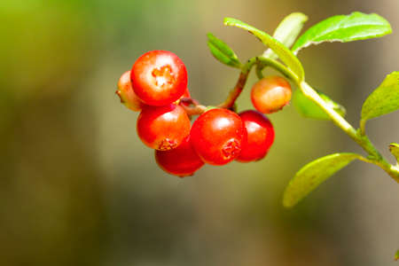 Ripe red lingonberry, partridgeberry, or cowberry grows in pine forest with white moss backgroundの写真素材