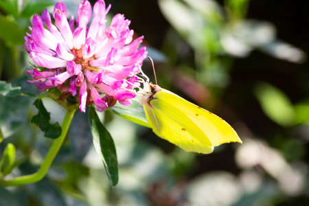 yellow butterfly on a pink clover flower, summer and spring backgroundの写真素材