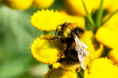 Macro of the northern white-tailed bumblebee Bombus magnus on a yellow flowerの写真素材