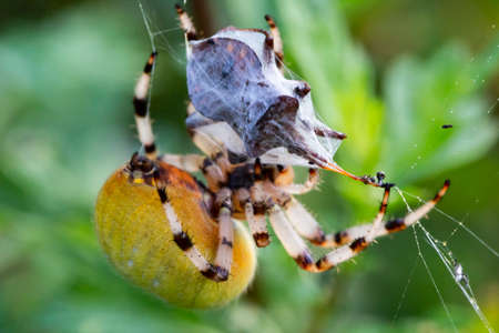 The Araneus spider wraps its prey in a web, so that it can then eat it.の写真素材