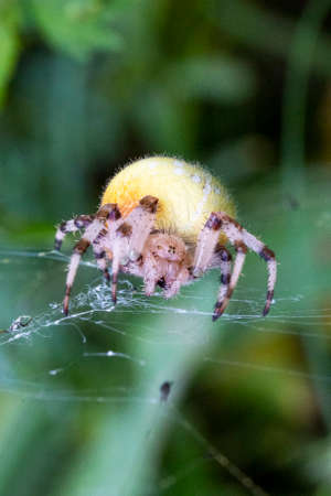 Closeup on a cross spider, also called european garden spider, A huge female Araneus spider is yellow on the webの写真素材