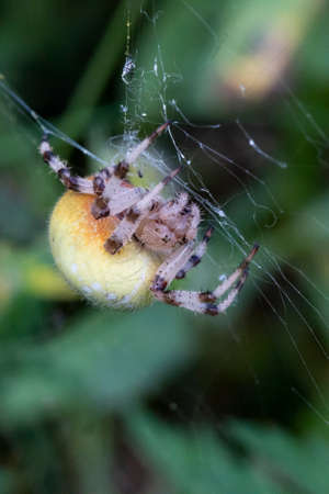 Araneus spider female in the web, A huge female Araneus spider is yellow on the web