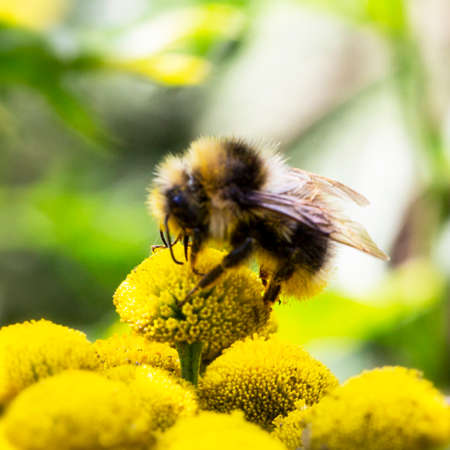 Macro of the northern white-tailed bumblebee Bombus magnus on a yellow flower in summerの写真素材