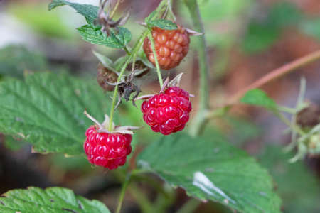 Red raspberry Rubus idaeus close up, red forest berries in summerの写真素材