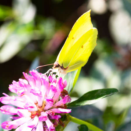 yellow butterfly on a pink clover flower, summer and spring background, summer timeの写真素材
