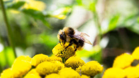 Bee and flower. Close up of a striped bee collecting pollen. A bee collects honey from a flower. Macro photography. Summer and spring backgroundsの写真素材