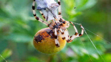 Spider cannibalism, female Garden spider Araneus diadematus killed male after copulation and wrapped him in silkの写真素材